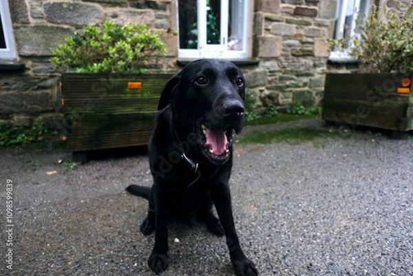 Fototapeta St Columb Cornwall UK 11 23 2024 "Casper" from Sandringham Labrador EIIR kennels