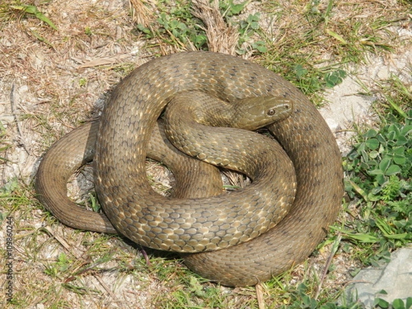Obraz Dice snake (Natrix tessellata)