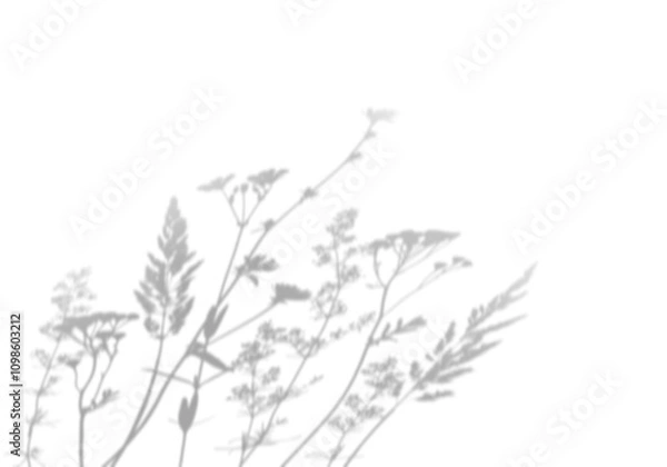 Obraz Wildflowers shadow isolated on white background.  Overlay effect for photo, mockup, posters, wall art, design presentation. Shadow for natural light effects.