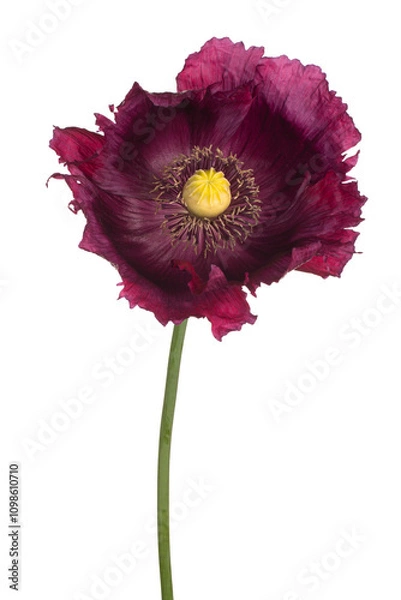 Obraz poppy flower isolated
