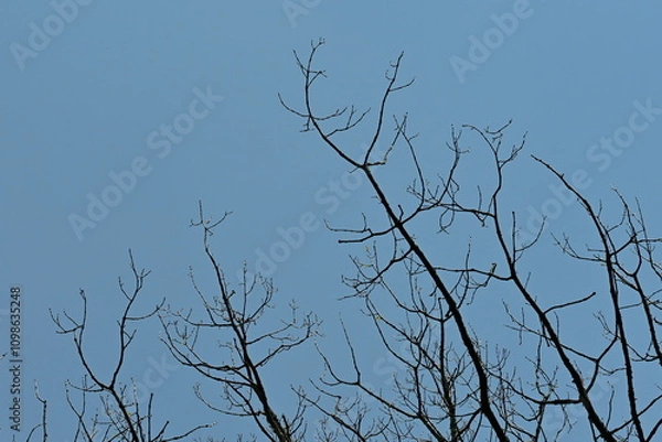 Fototapeta Branches at the top of a tree in the late spring season.