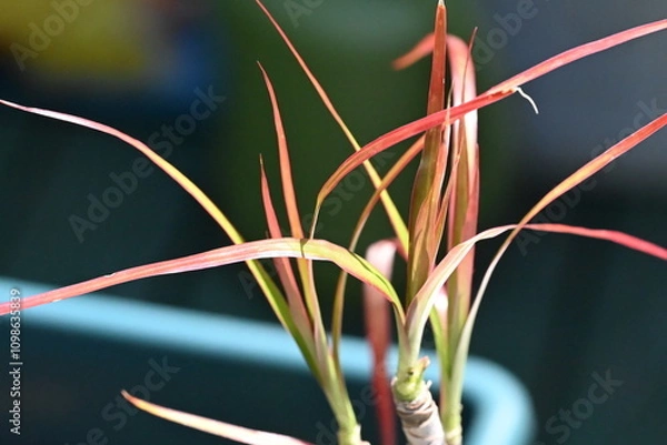 Fototapeta Red and yellow grass or strands of leaves during the spring season.