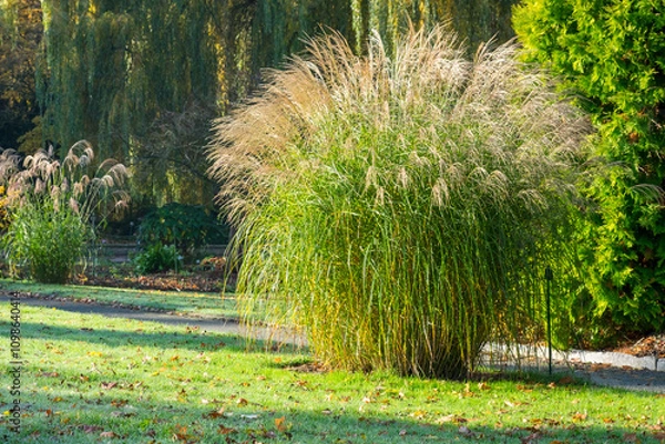Obraz Miscanthus sinensis 'Federweißer'