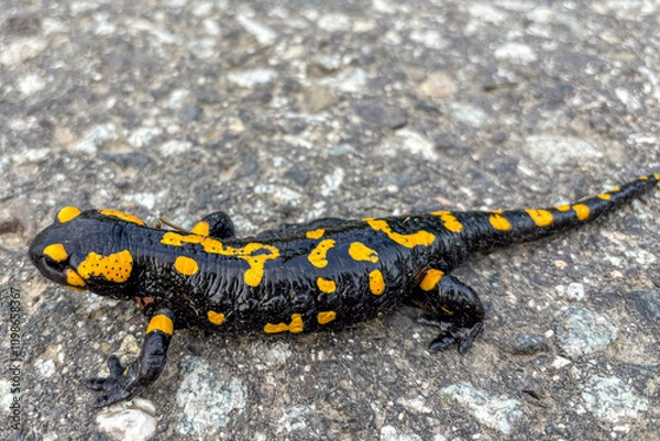 Fototapeta Fire salamander