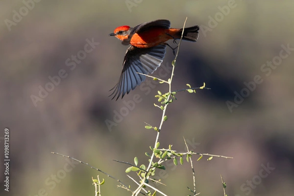 Fototapeta Bright red Vermillion Flycatcher takes flight off exposed, thorny, thin branch.  Copy space in background bokeh.
