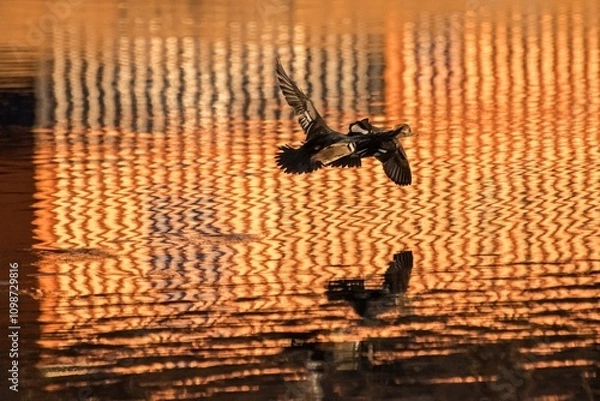 Obraz Harle couronné