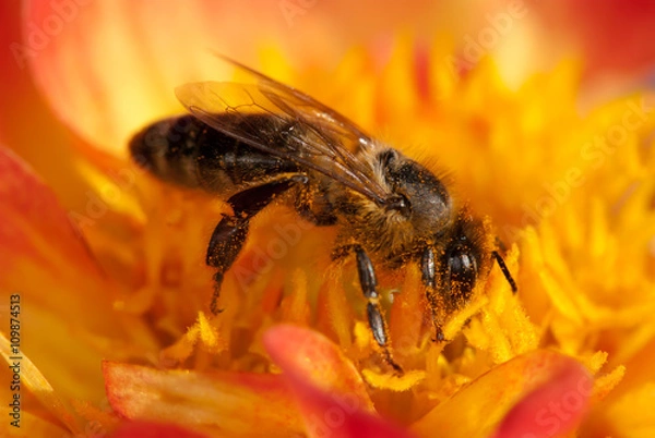 Fototapeta bee on the orange flower with copyspace