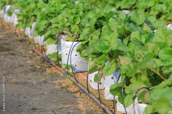 Fototapeta Water saving drip irrigation system being used in strawberry far