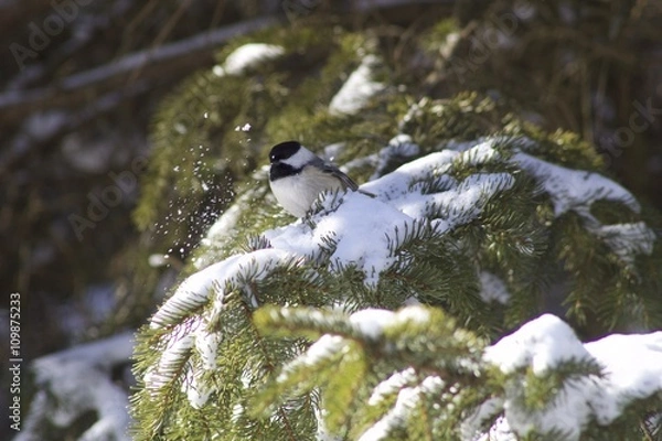 Fototapeta Chickadee on a Cedar