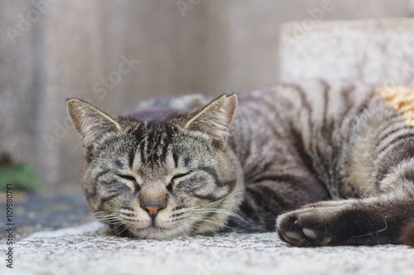 Fototapeta 猫