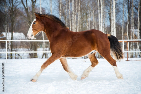 Obraz Bay color draft horse runs trot in winter time