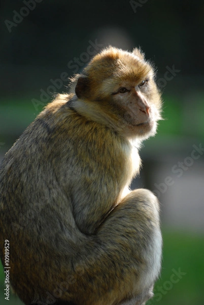Obraz Berberaffe, affe, affen