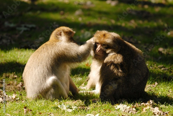 Obraz Berberaffen, affen, fellpflege
