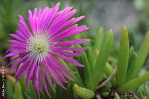 Obraz Cactus Flower in botanical garden