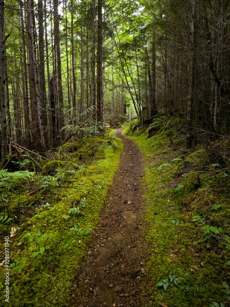 Fototapeta Scenic view of trail passing through Elk Falls Provincial Parks, Campbell River, Vancouver Island, British Colombia, Bc Canada