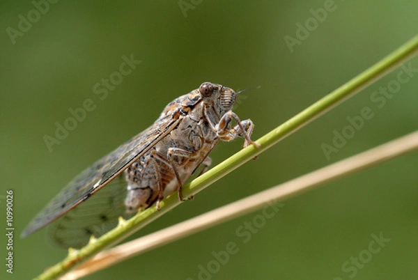 Obraz zikade, insekt, eiablage