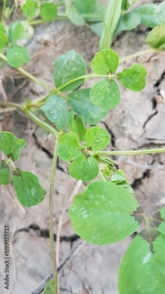 Obraz plants in the garden