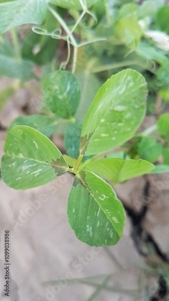 Obraz leaves on a branch