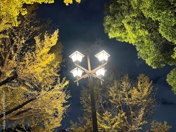 Fototapeta GInko trees in automn color