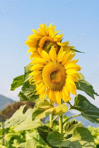 Obraz Beautiful sunflower field