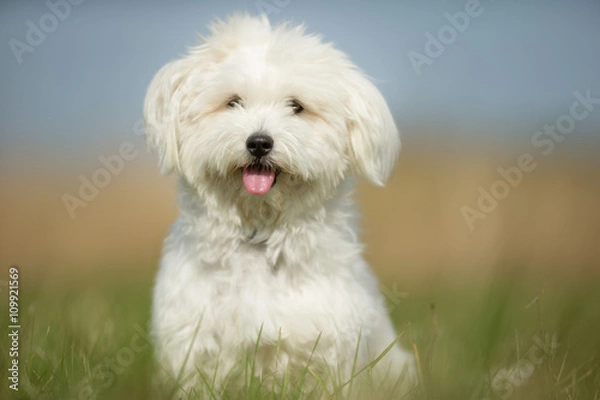 Obraz White Dog on Grass