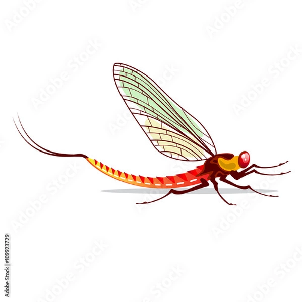 Fototapeta Mayfly vector illustration