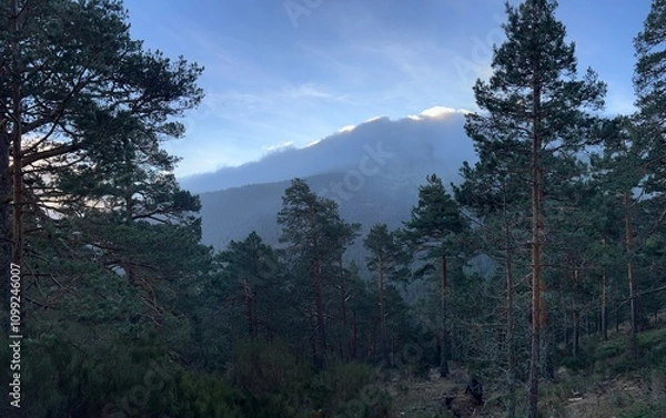 Fototapeta Majestic forest with pine trees and mist-covered mountain under a vibrant blue sky.
