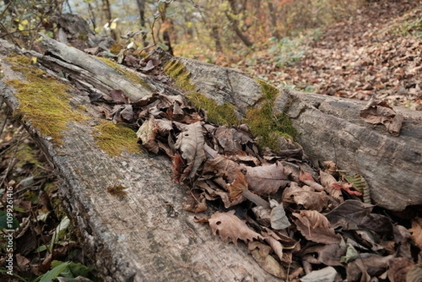 Obraz 가을의 단풍나무와 은행나무가 어우러진 낙옆이 떨어진 바스락거리는 등산로 숲길 산책로의 알록달록고 아름다운 나무 가로수 길의 배경화면