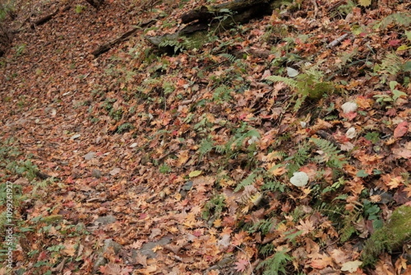 Obraz 가을의 단풍나무와 은행나무가 어우러진 낙옆이 떨어진 바스락거리는 등산로 숲길 산책로의 알록달록고 아름다운 나무 가로수 길의 배경화면