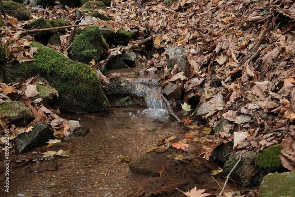 Obraz 가을 등산로의 산책 숲길의 계곡에서 흐르는 맑은 폭포 개울물 주변으로 붉고 노란 단풍 은행잎 낙엽이 떨어지고 이끼가 무성한 돌이 어우러진 자연 풍경의 배경화면