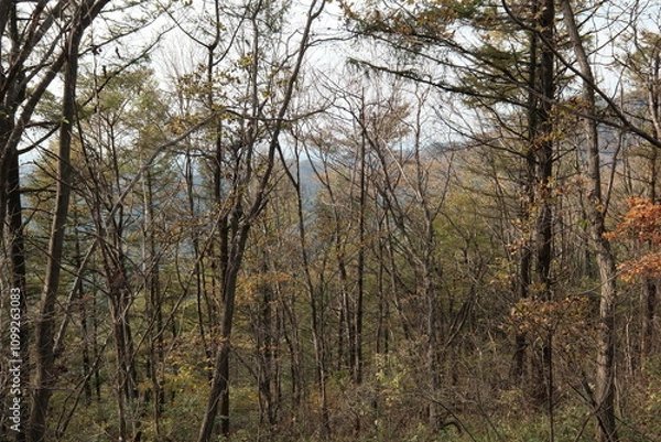 Obraz 가을 산의 낙엽잎이 떨어지고 길게 뻗은 나무들이 장관을 연출하는 산책로 등산길의 숲 배경화면