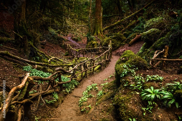 Obraz Path through Puzzlewood, forest of Dean.