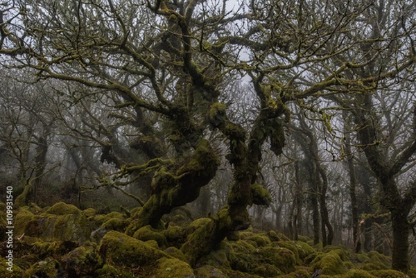 Obraz Wistman's wood, dartmoor.