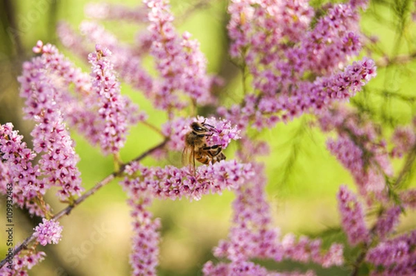 Obraz Walpaper Bee on pink Fowers central position
