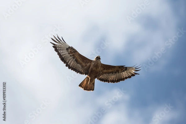Fototapeta Buzzard