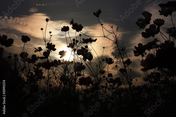 Obraz 色を下さい・・。