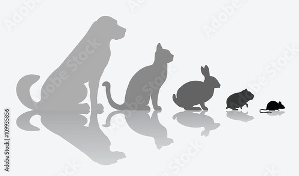 Obraz Animal Composition isolated on white