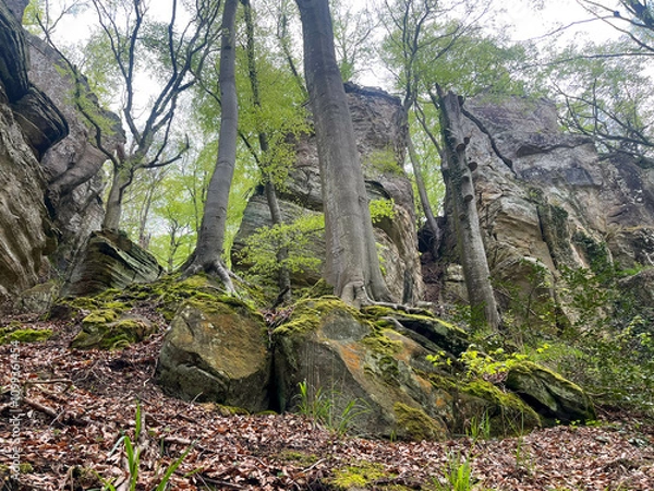 Fototapeta Huge rocks with moss and trees in the forest. Mullerthal region in Luxembourg