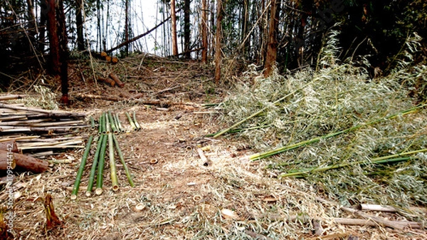 Obraz 雑木林の掃除、竹を伐採