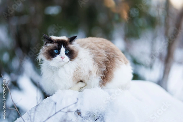 Obraz Ragdoll cat in the snow