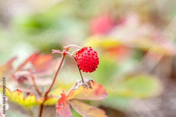 Fototapeta small wild strawberries in the forest