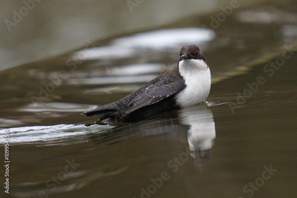 Fototapeta A small dark brown bird stands in the water. The white-throated dipper (Cinclus cinclus), also known as the European dipper or just dipper, is an aquatic passerine bird 