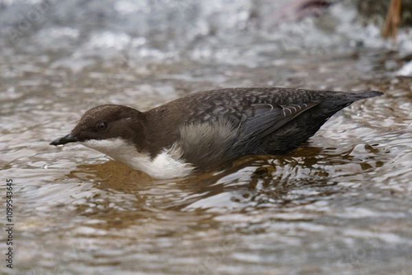 Fototapeta A small dark brown bird stands in the water. The white-throated dipper (Cinclus cinclus), also known as the European dipper or just dipper, is an aquatic passerine bird 