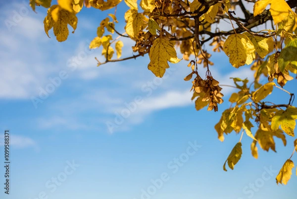 Obraz jesienne liście