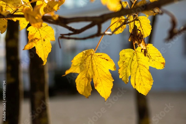 Obraz jesienne liście