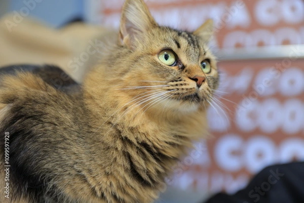 Fototapeta portrait of a cat