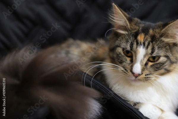 Obraz portrait of a cat with a eyes