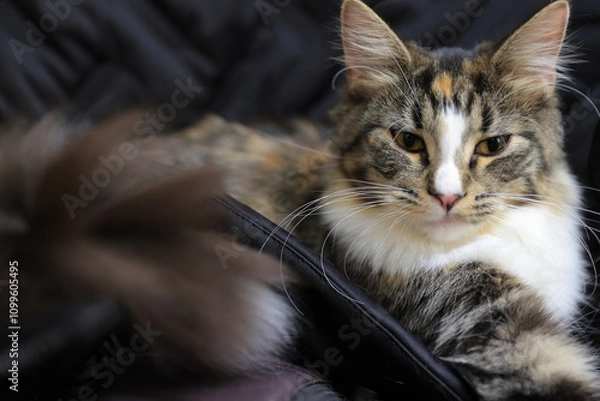 Fototapeta close up of a cat