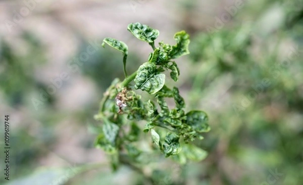 Obraz Macro of Chili Leaf Curl Virus or Disease on Chili Plant