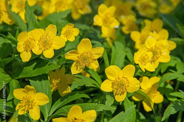 Obraz Beautiful poisonous yellow flowers Ranunculus repens in spring day.